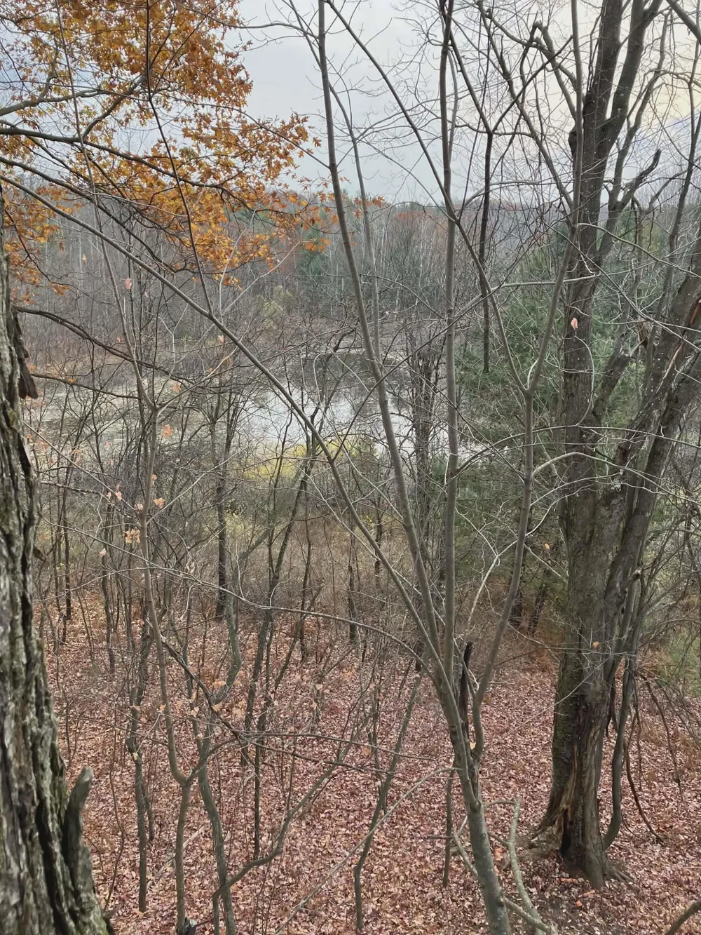 20047 Davis Lake Road Almira Township, MI 49684
