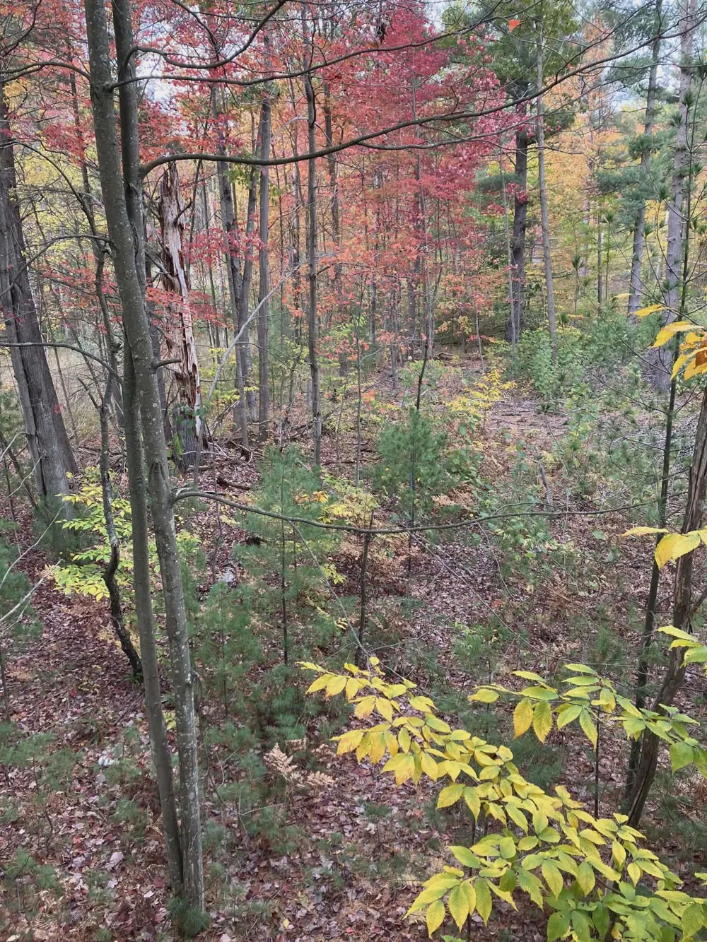 20047 Davis Lake Road Almira Township, MI 49684