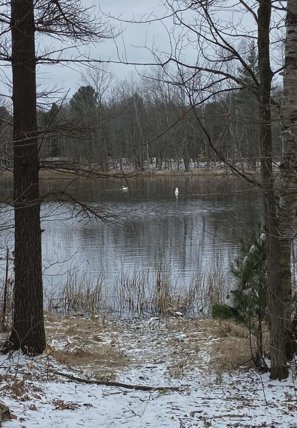 20047 Davis Lake Road Almira Township, MI 49684