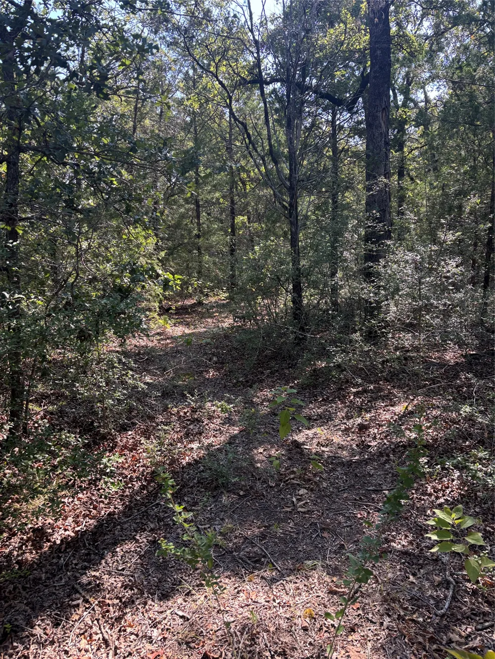 667 Paint Creek South Road Paige, TX 78659