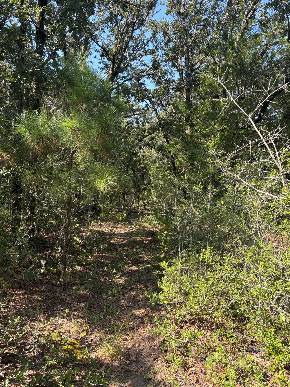 667 Paint Creek South Road Paige, TX 78659