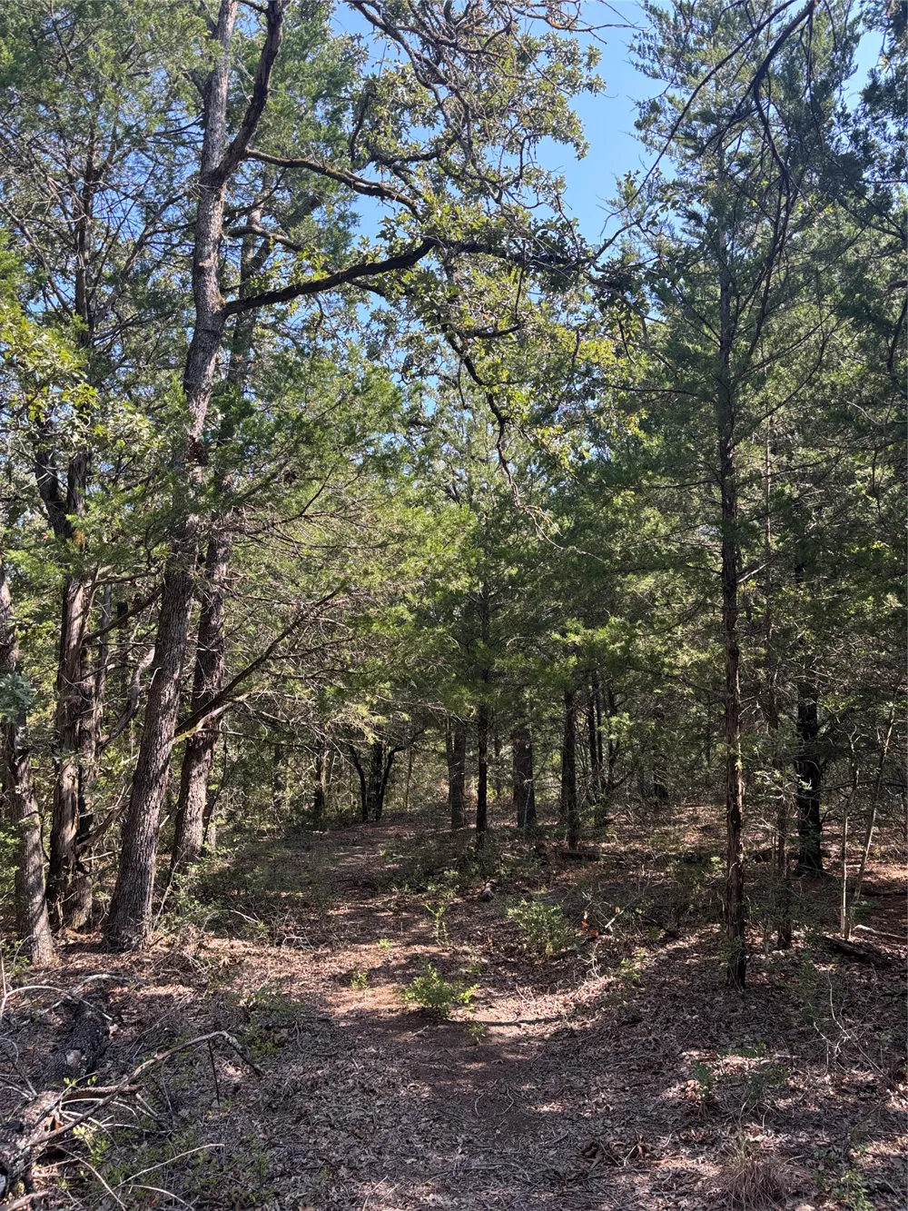 667 Paint Creek South Road Paige, TX 78659