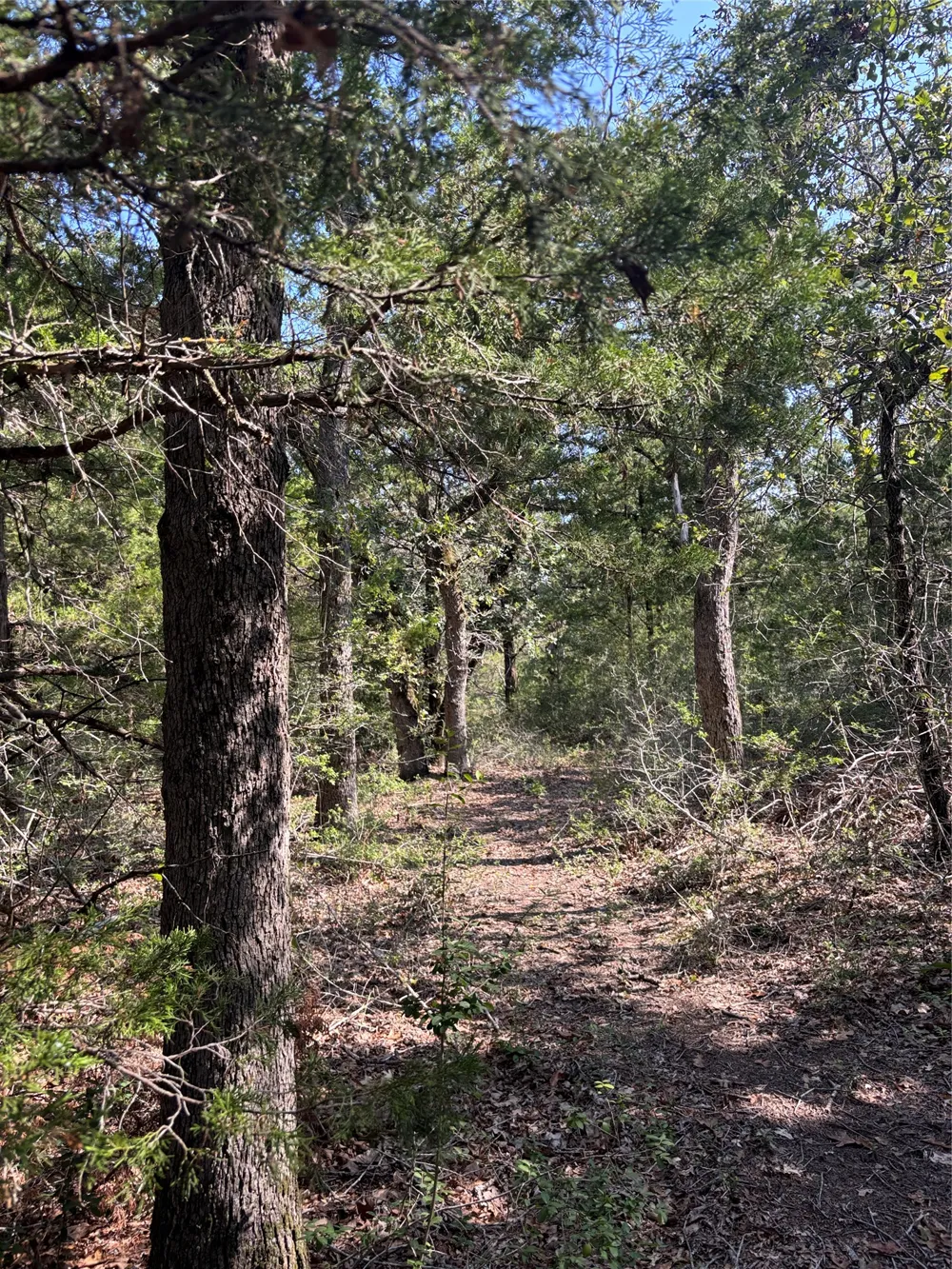 667 Paint Creek South Road Paige, TX 78659