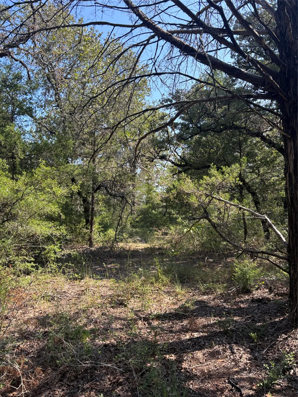 667 Paint Creek South Road Paige, TX 78659