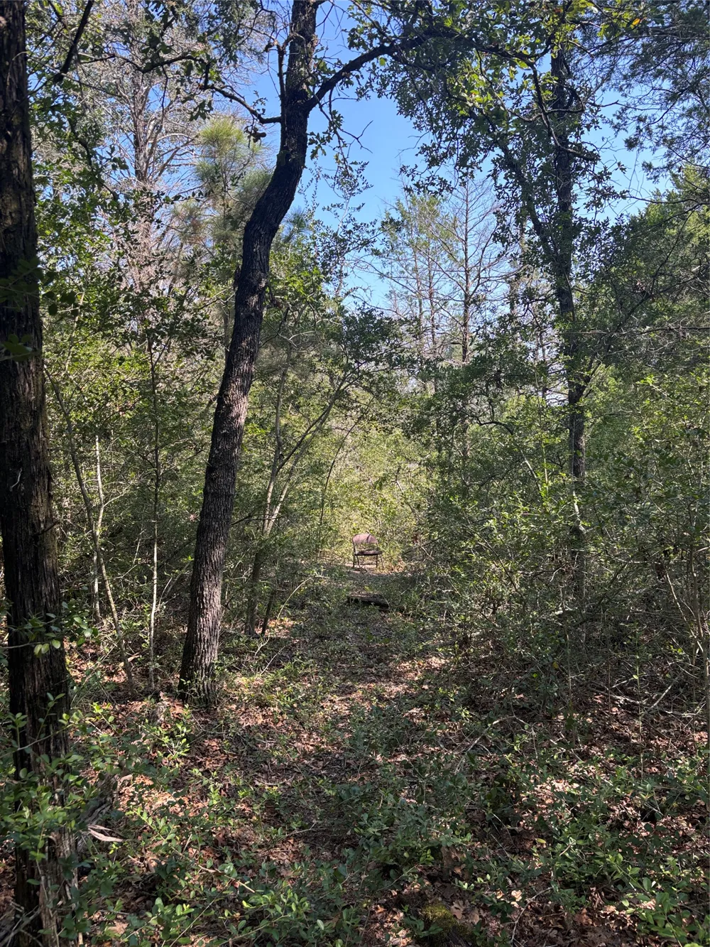 667 Paint Creek South Road Paige, TX 78659