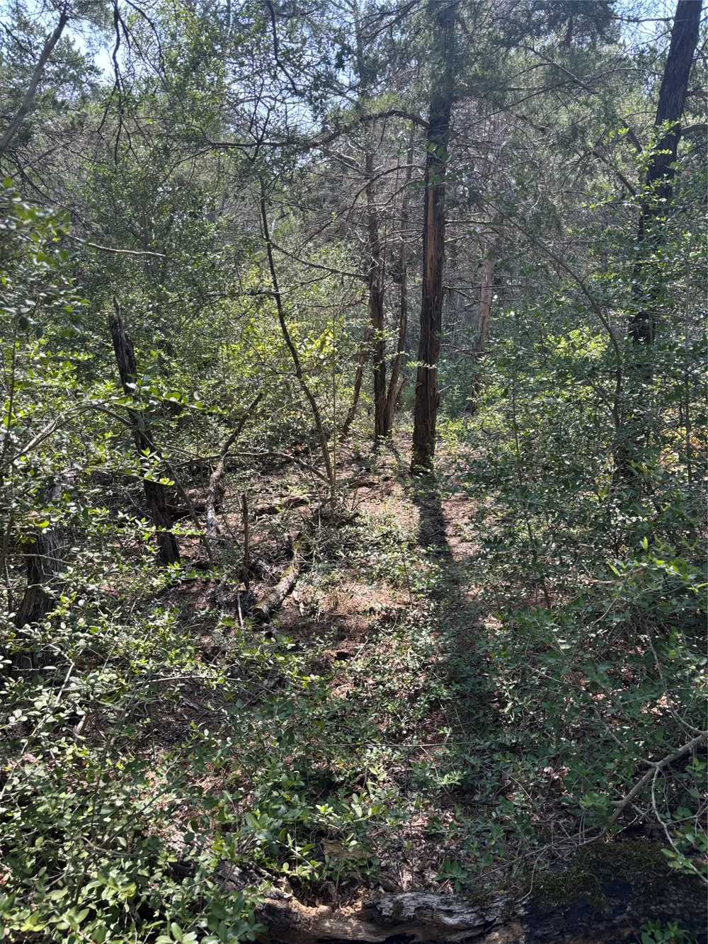 667 Paint Creek South Road Paige, TX 78659