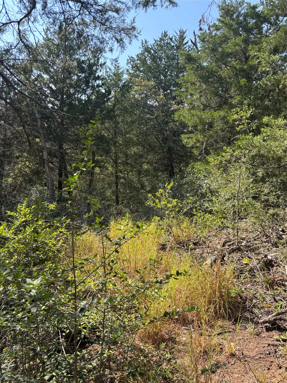 667 Paint Creek South Road Paige, TX 78659
