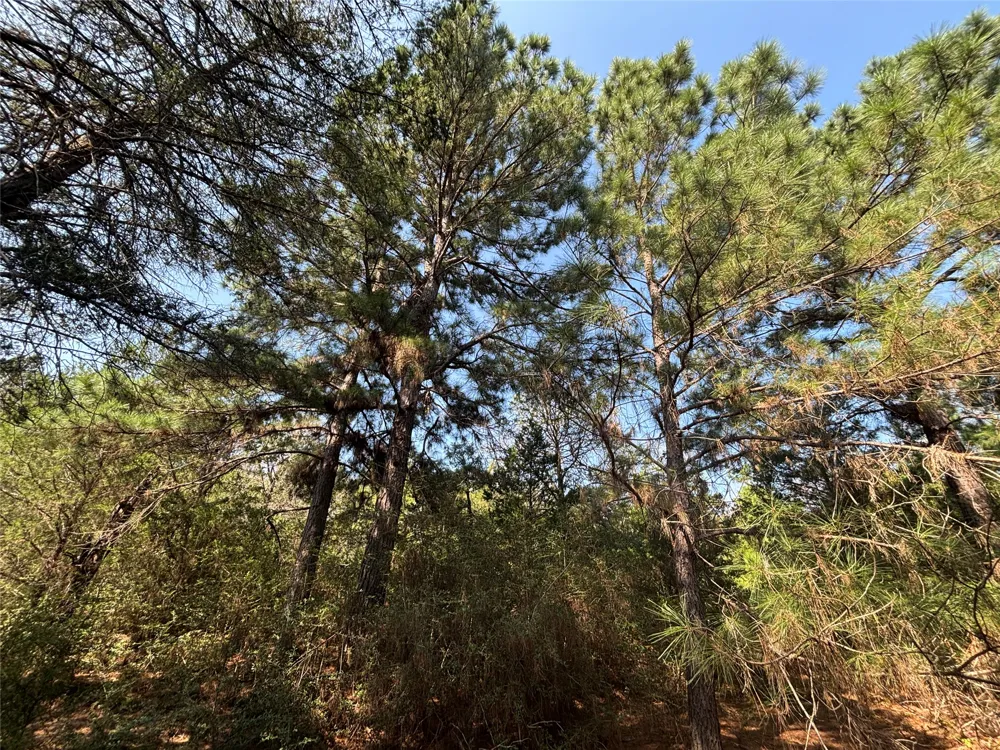 667 Paint Creek South Road Paige, TX 78659