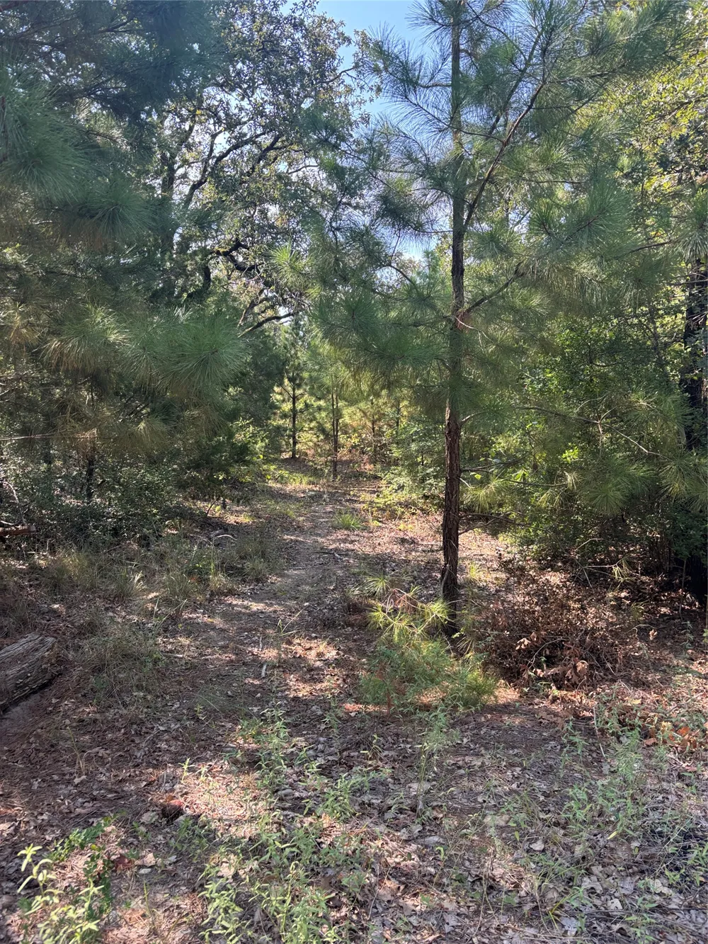 667 Paint Creek South Road Paige, TX 78659