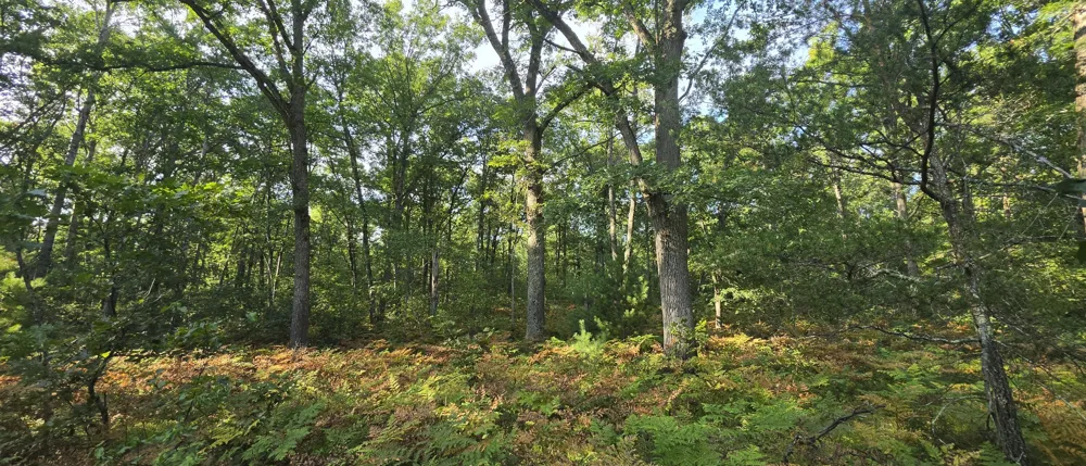 9676 Campbell Road Free Soil, MI 49411
