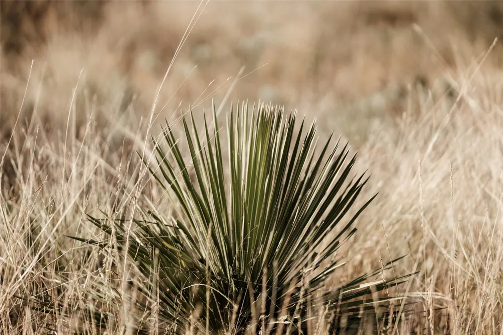 W RR 962 Round Mountain, TX 78663