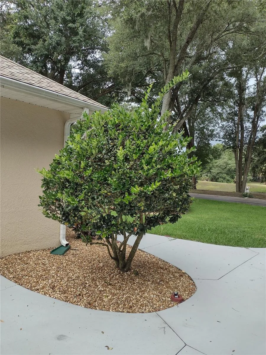592 DOWLING CIRCLE Lady Lake, FL 32159