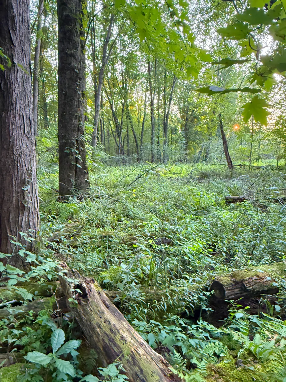 Onondaga Holt, MI 48842