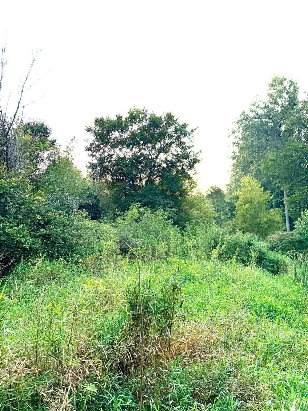 Onondaga Holt, MI 48842