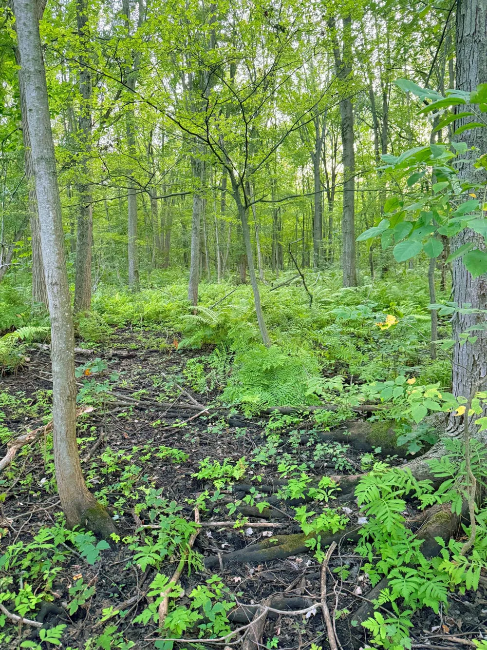 Onondaga Holt, MI 48842