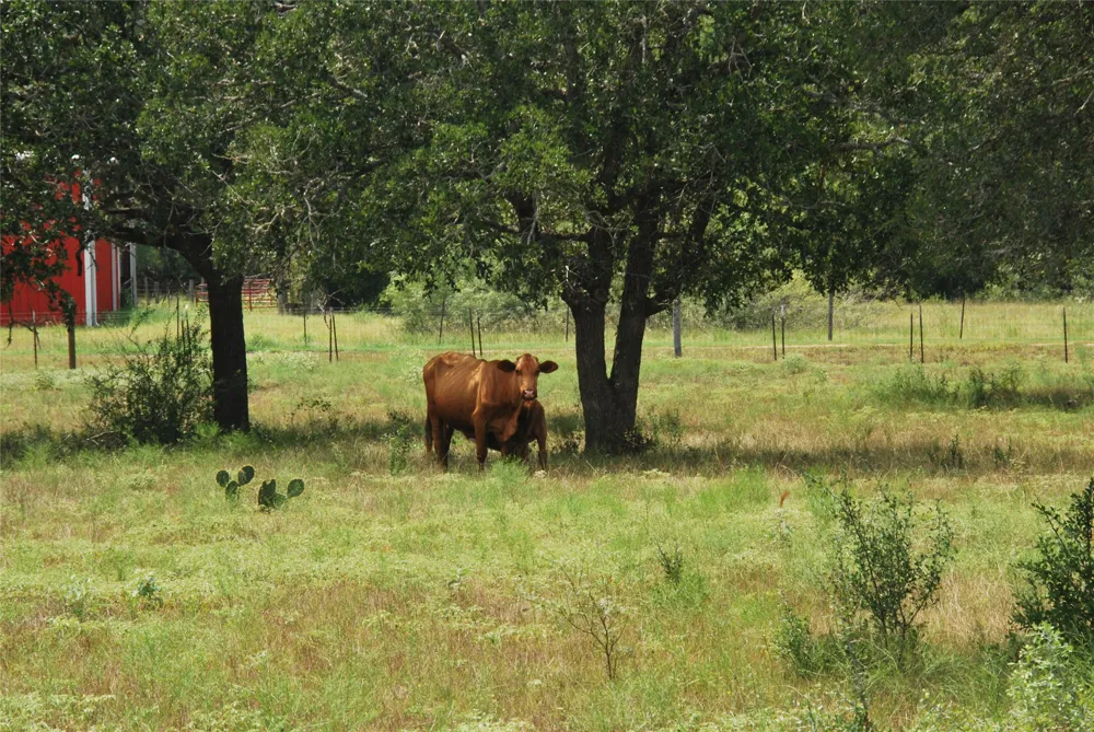 24 State Highway 95 Flatonia, TX 78941