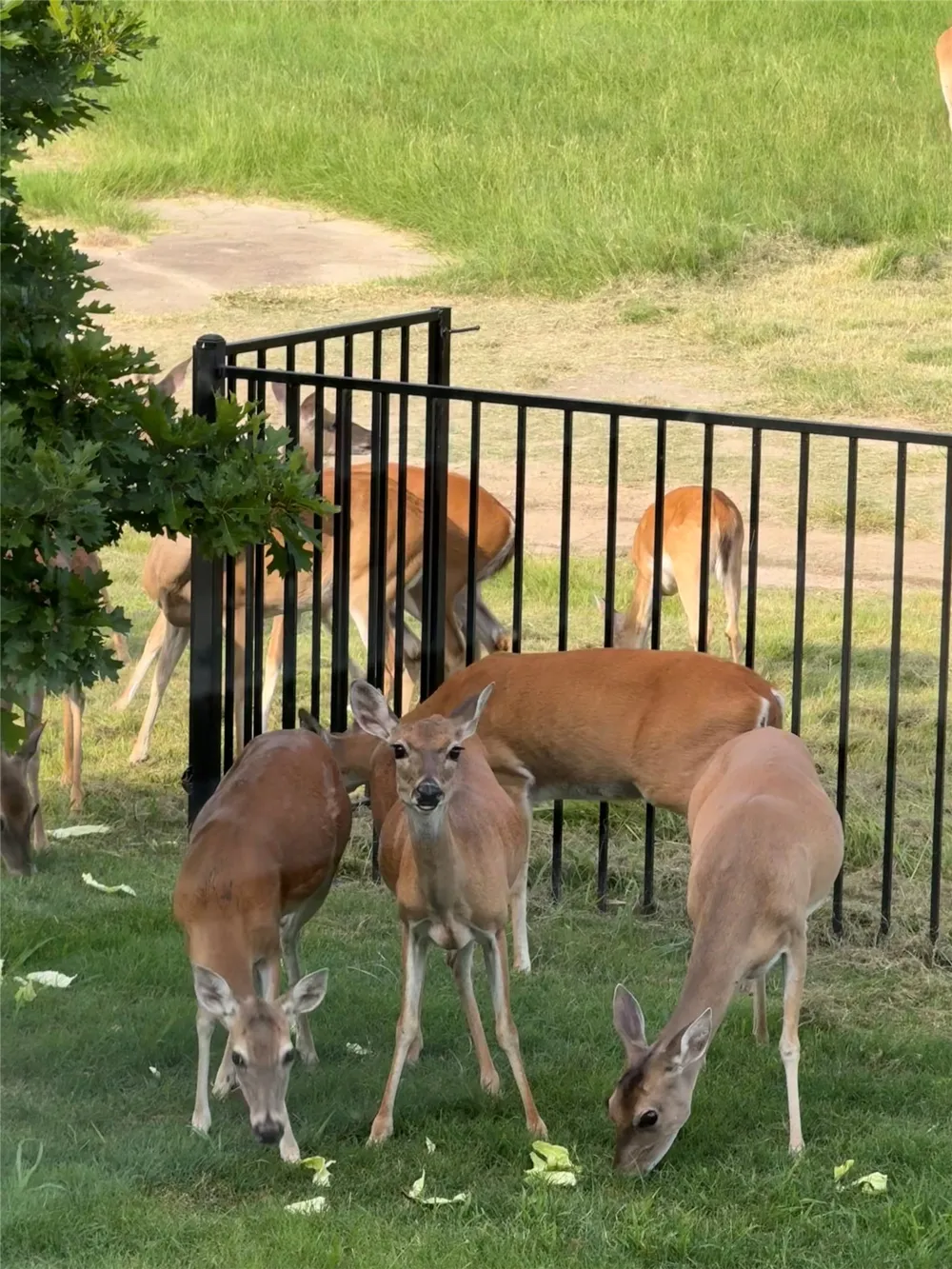 1308 Robinson Valley Drive Weatherford, TX 76087