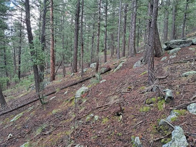 360 Hi Meadow Drive Bailey, CO 80421