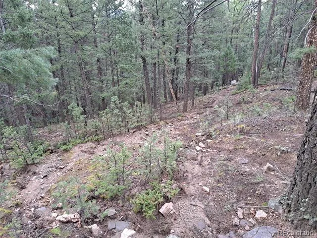 360 Hi Meadow Drive Bailey, CO 80421