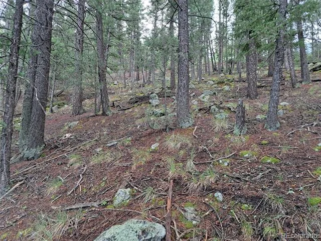 360 Hi Meadow Drive Bailey, CO 80421