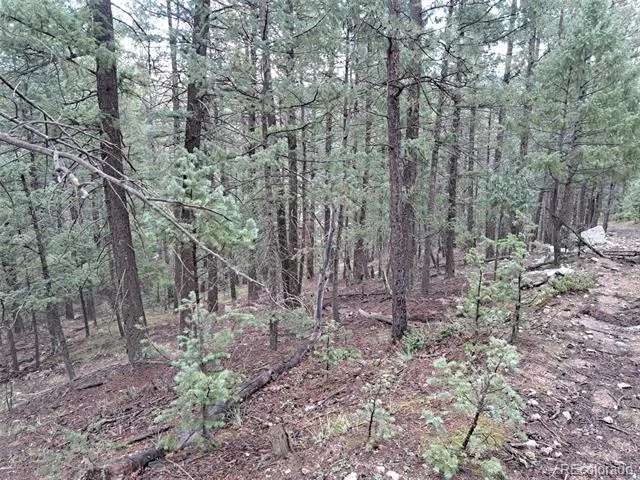 360 Hi Meadow Drive Bailey, CO 80421
