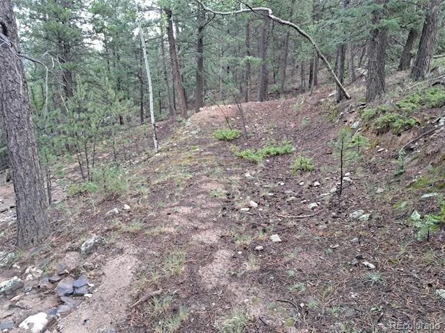 360 Hi Meadow Drive Bailey, CO 80421
