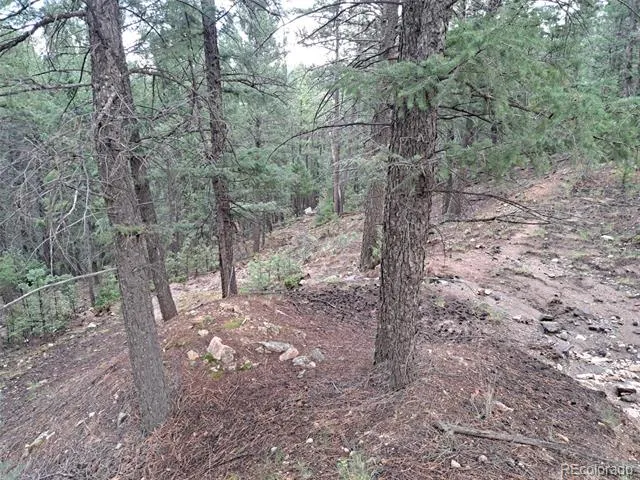 360 Hi Meadow Drive Bailey, CO 80421