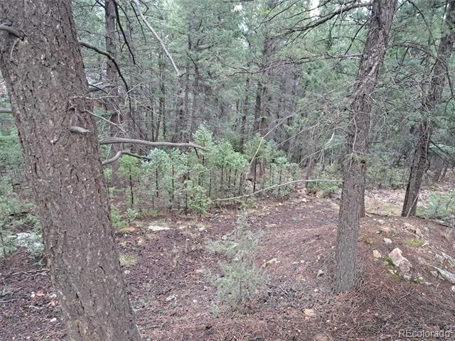 360 Hi Meadow Drive Bailey, CO 80421