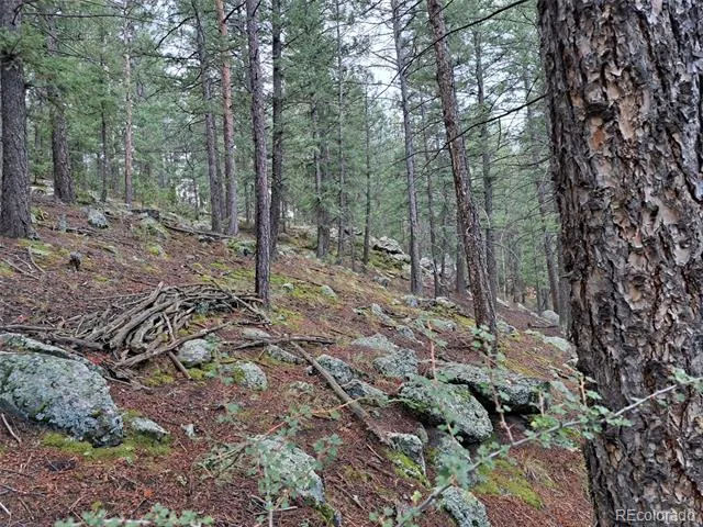 360 Hi Meadow Drive Bailey, CO 80421