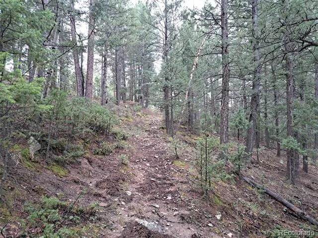 360 Hi Meadow Drive Bailey, CO 80421