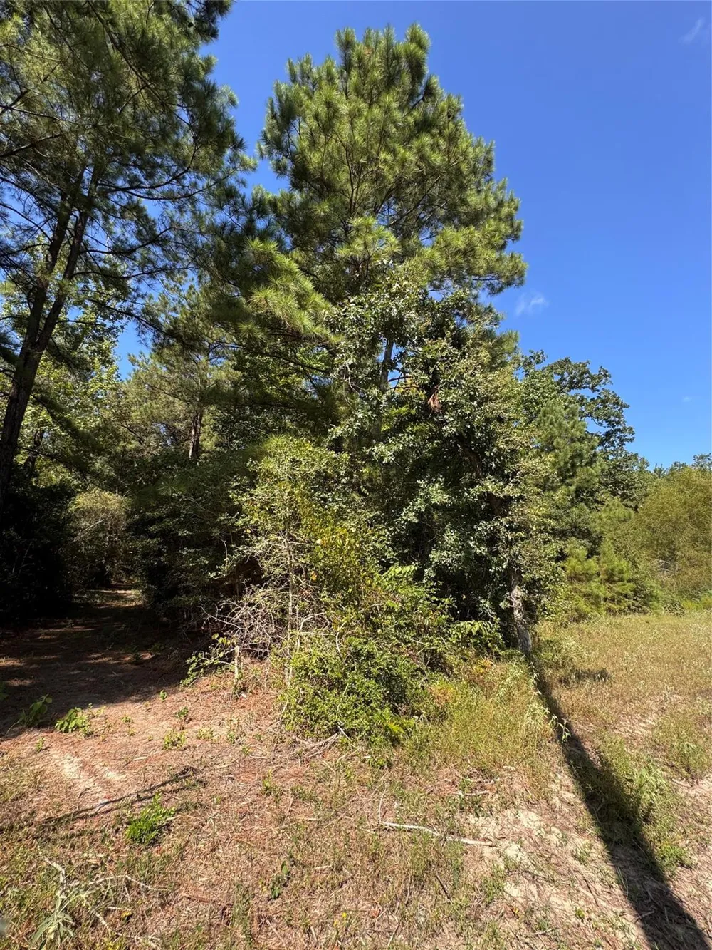 3 Fire Sky Rd, Huntsville, TX 77340