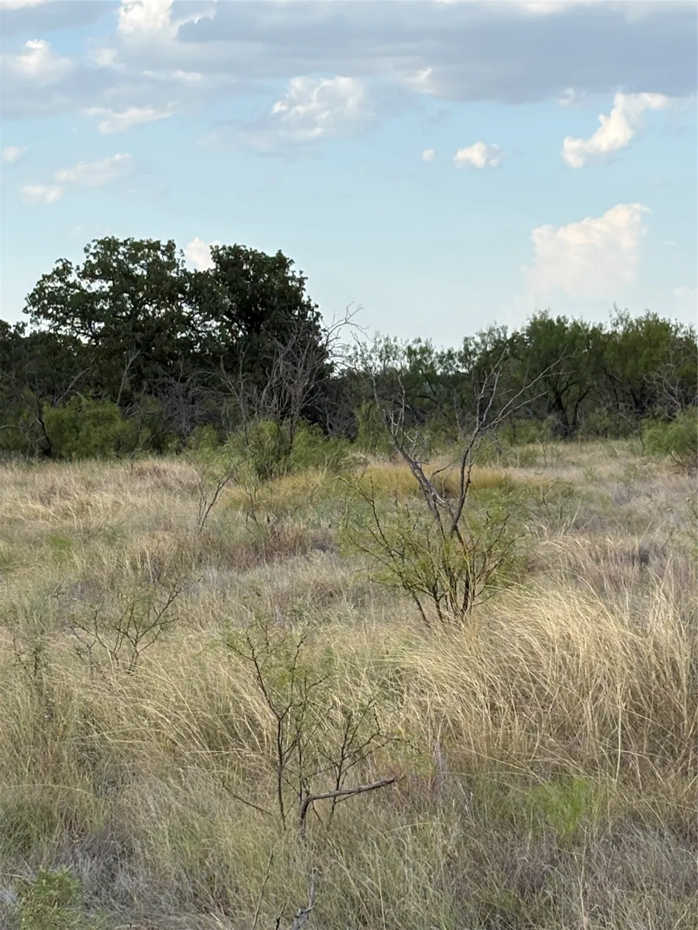 271 Wyatt Road Jacksboro, TX 76458