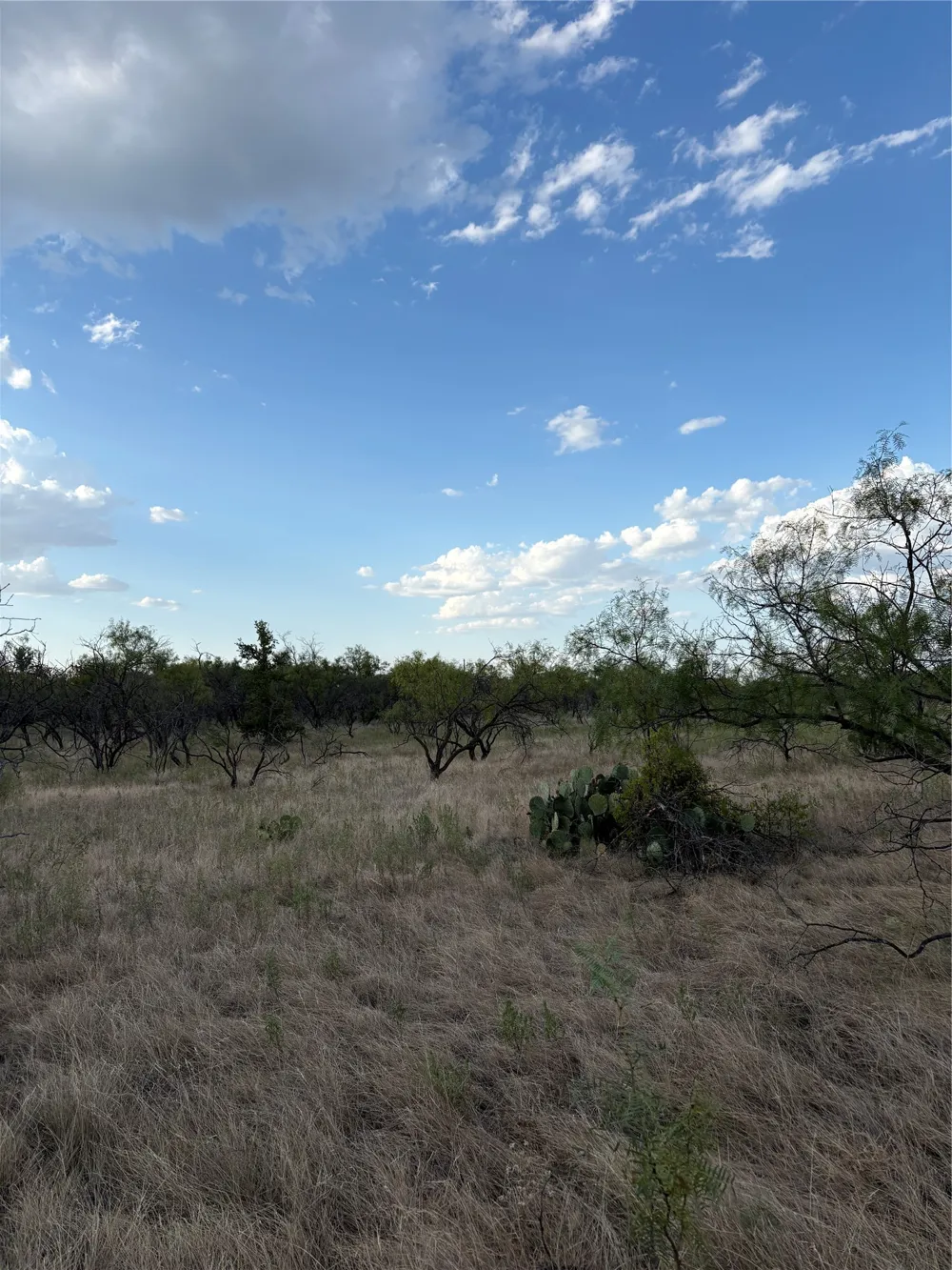 271 Wyatt Road Jacksboro, TX 76458