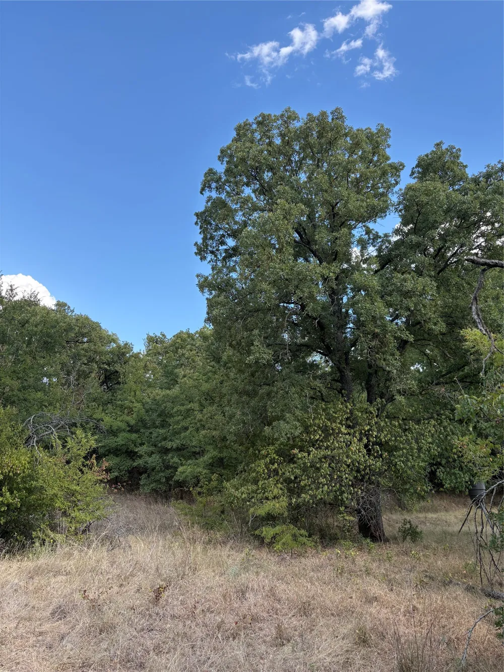 271 Wyatt Road Jacksboro, TX 76458