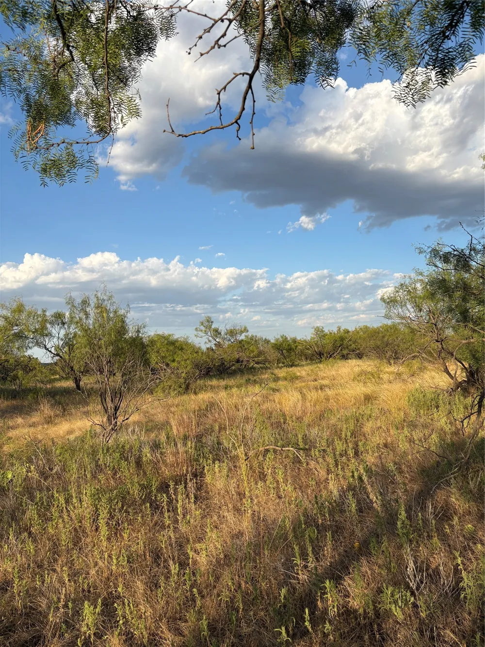 271 Wyatt Road Jacksboro, TX 76458