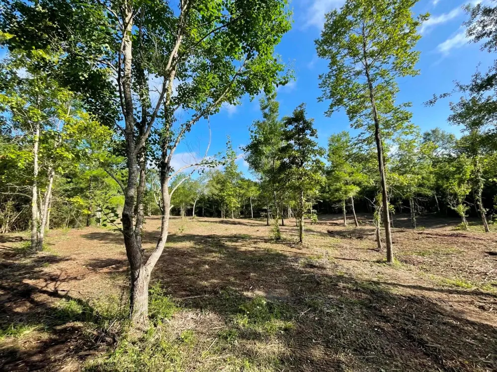 6 E Fm 942 Livingston, TX 77351
