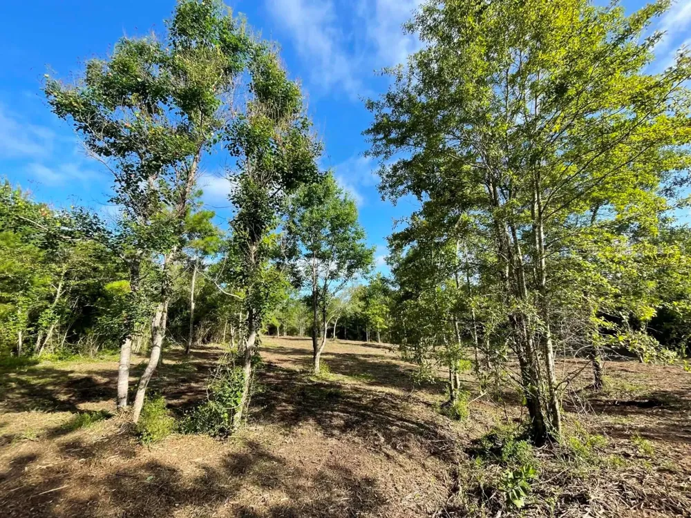 6 E Fm 942 Livingston, TX 77351
