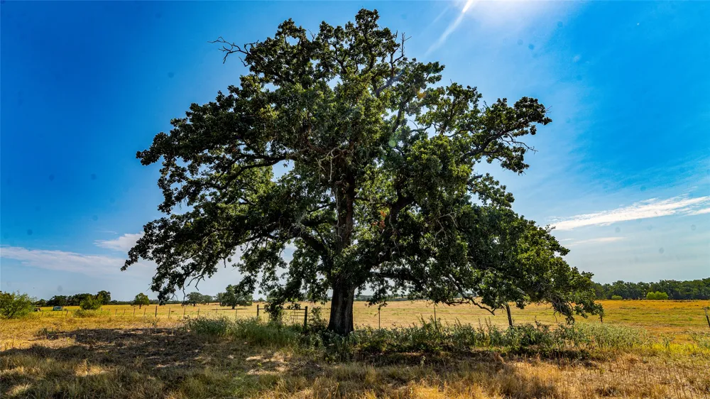 CR 446 Rockdale, TX 76567