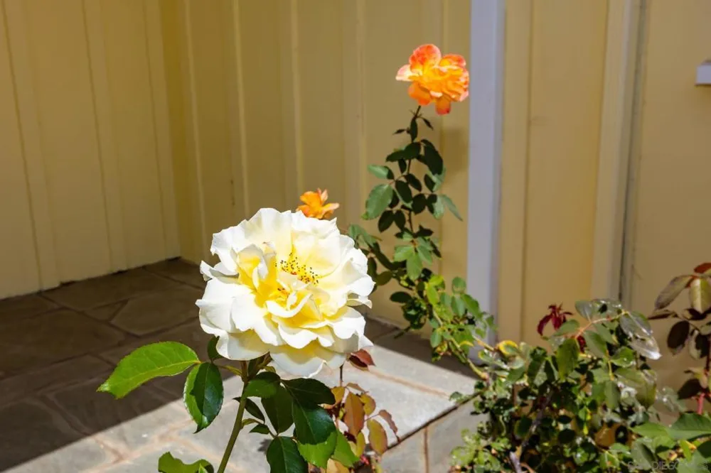 1780 Magnolia Ave Carlsbad, CA 92008
