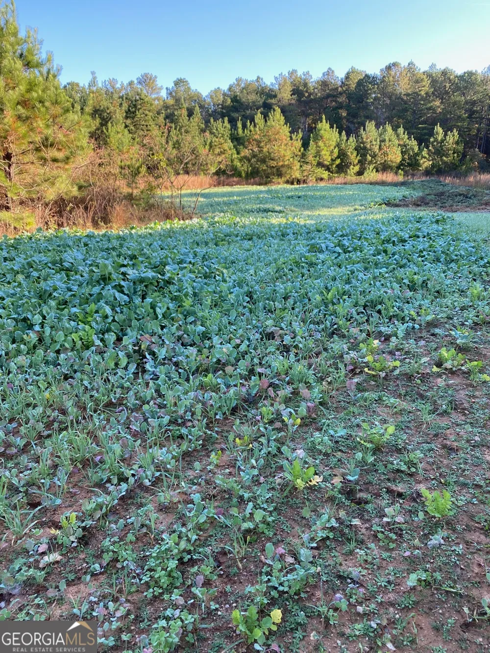 0 Center Hill School RD Crawfordville, GA 30631