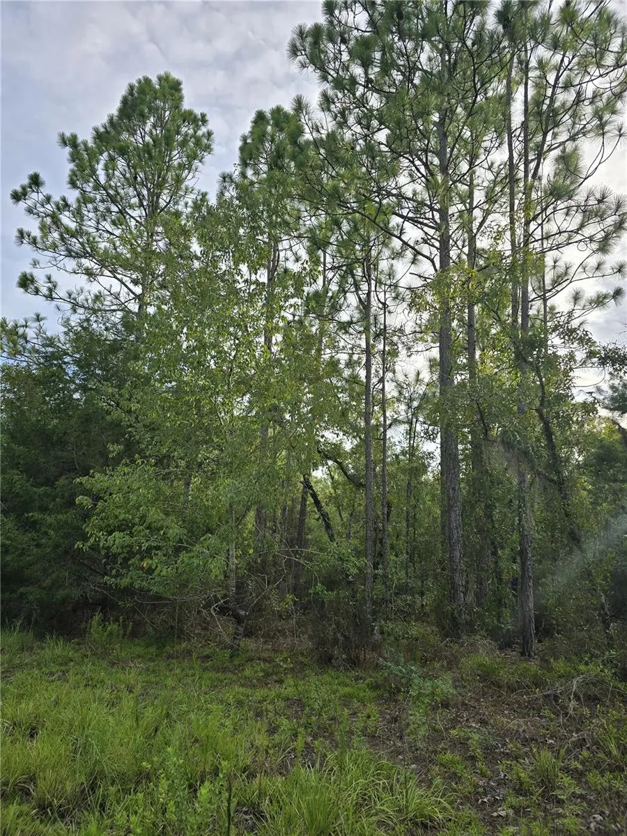 00 NE 124TH TERRACE Williston, FL 32696