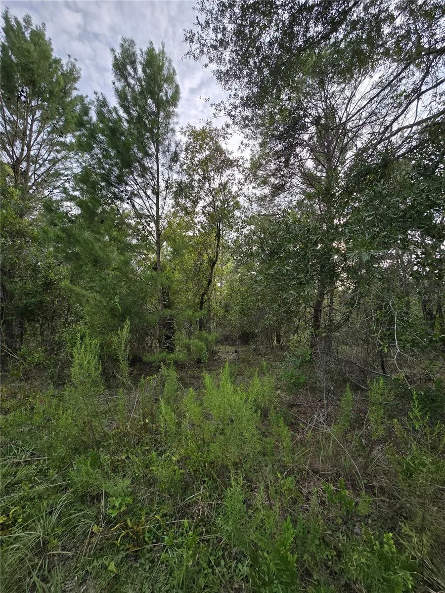 00 NE 124TH TERRACE Williston, FL 32696