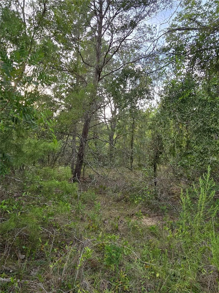 00 NE 124TH TERRACE Williston, FL 32696