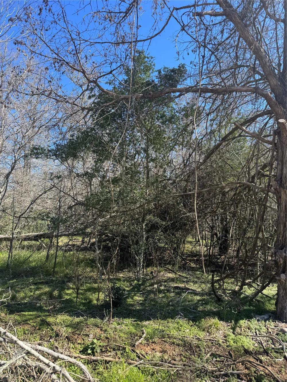 320 Kolekole Lane Bastrop, TX 78602