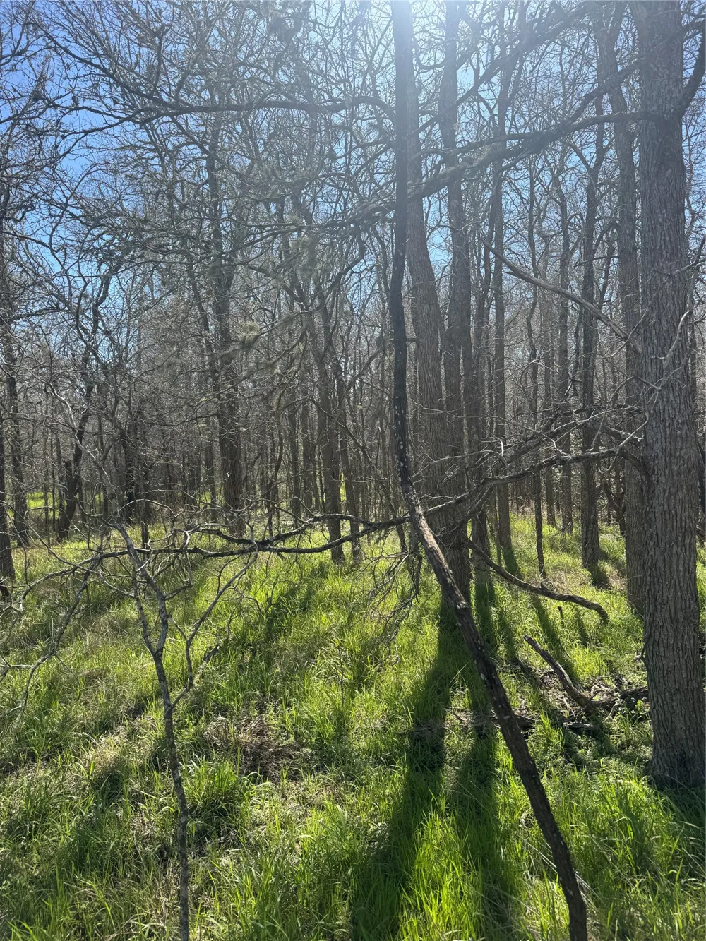 320 Kolekole Lane Bastrop, TX 78602