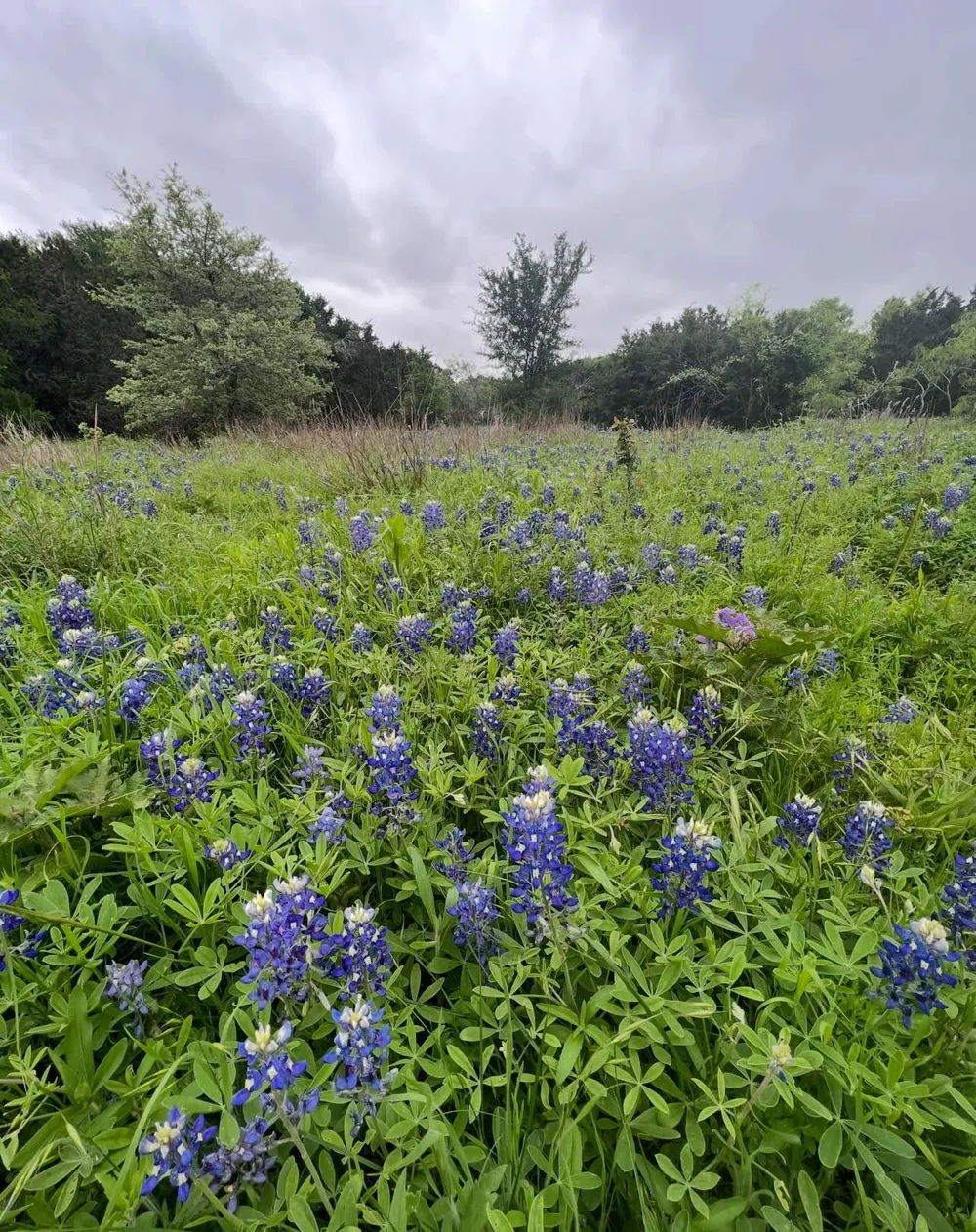 10214 Bilbrook Place Austin, TX 78748