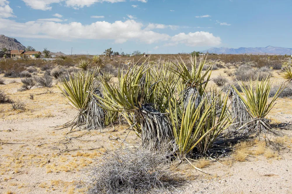204 Avenida Del Sol Joshua Tree, CA 92252