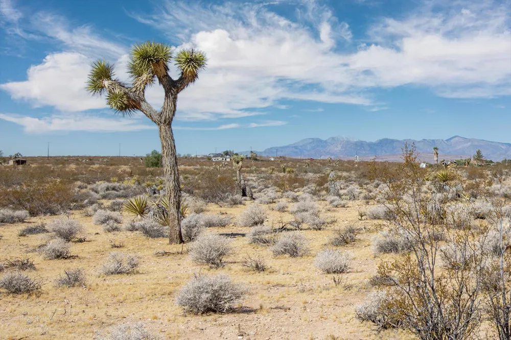 204 Avenida Del Sol Joshua Tree, CA 92252
