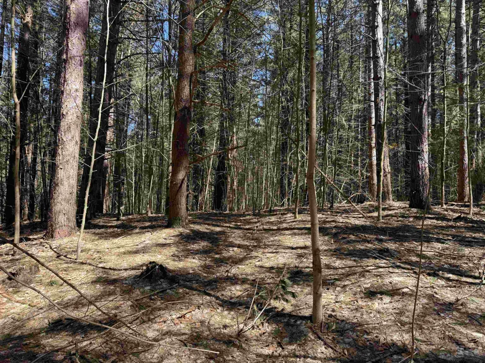W Timber Lane Kasson Township, MI 49630