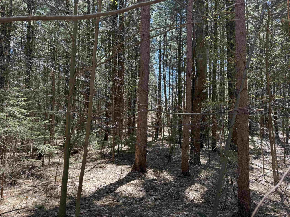 W Timber Lane Kasson Township, MI 49630